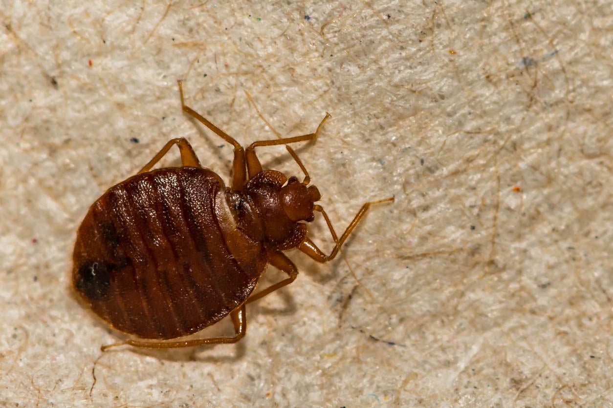 Bed Bugs Control 