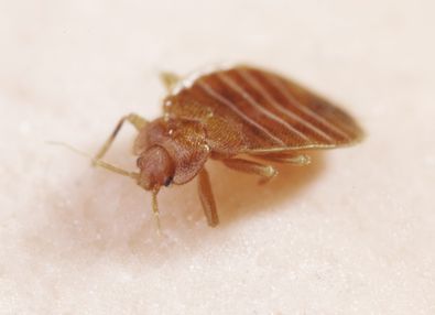Bed Bugs Control 