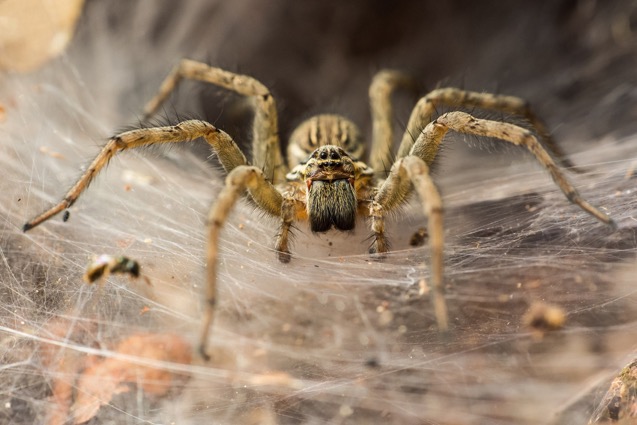 Pest Control Services