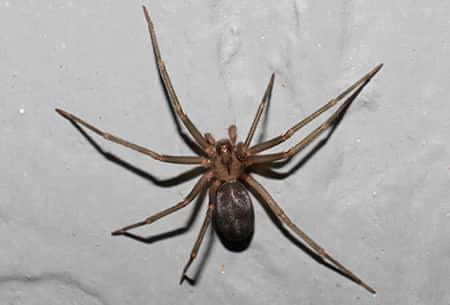 Spider Pest Control 