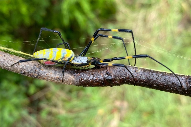 Spiders Pest Control 