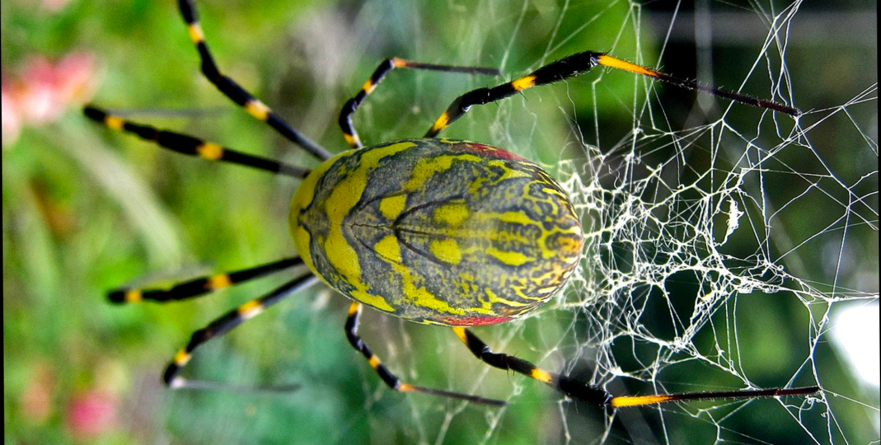 Spider Control Services 