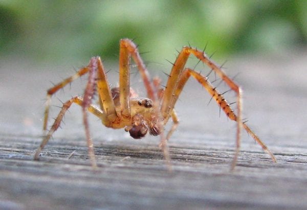 Spider Pest Control 