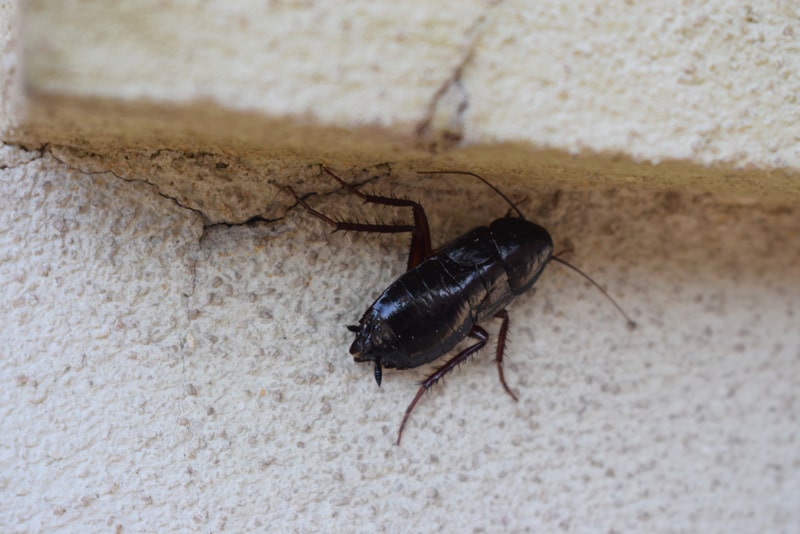 Cockroaches Pest Control