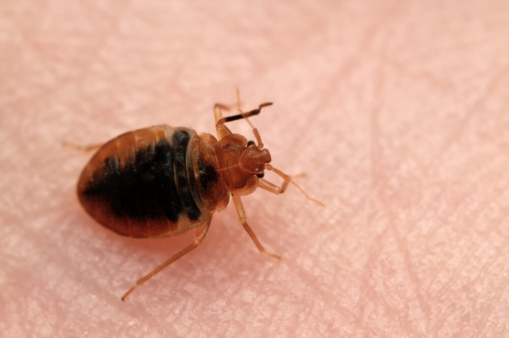 Bed Bugs Removal 